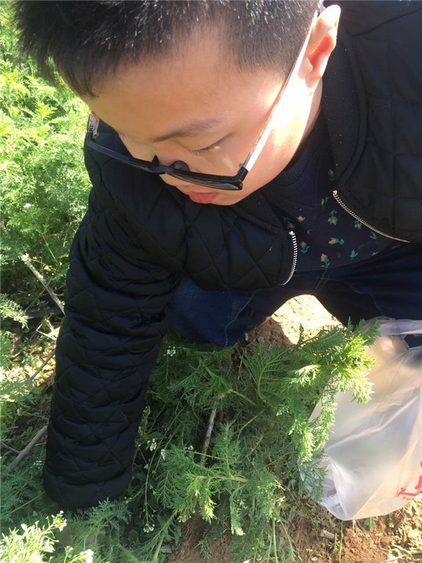 易視界小客戶(hù)在認(rèn)真挖野菜